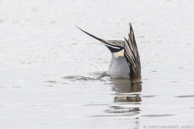 Northern pintail - Pijlstaart