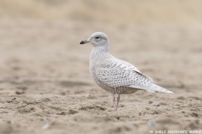 Iceland Gull - Kleine Burgemeester