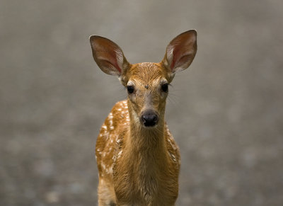 Whitetail Fawns