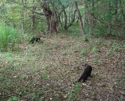 A pair of Fishers