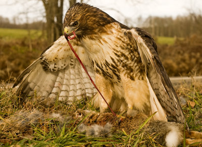 Falconry Pics