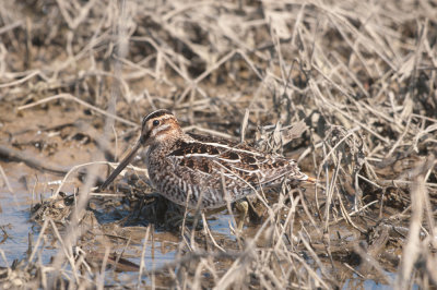 wading_birds