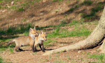 red_fox_and_kits