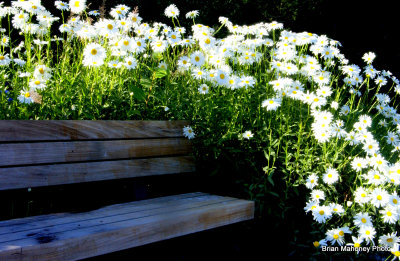 bench_at_lk_padden