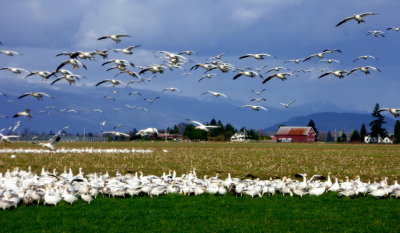 blossoms  geese 010.JPG