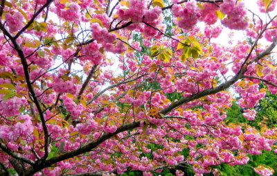 maple cherry bush 030.JPG