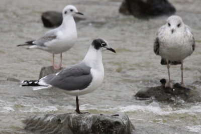 Franklin's Gull with Bonaparte's and Ring-bill