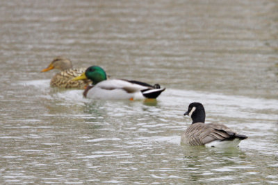 Cackling Goose with a pair of Mallards