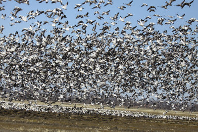 Snow & Ross's Geese