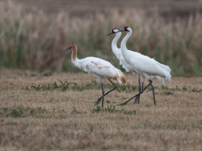 Whooping Cranes (family)