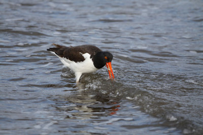 A. Oystercatcher