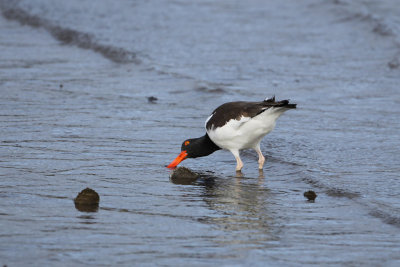 A.  Oystercatcher