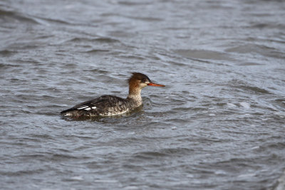 Red-breasted Merganser  (fem.)