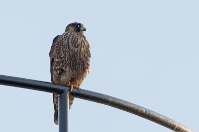 Peregrine Falcon  (juv.)