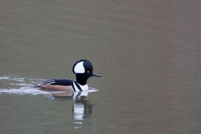 Hooded Merganser  (Male)