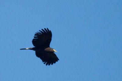Hook-billed Kite  (dark morph)