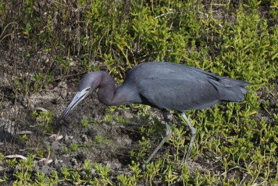 Little Blue Heron  (with lunch)