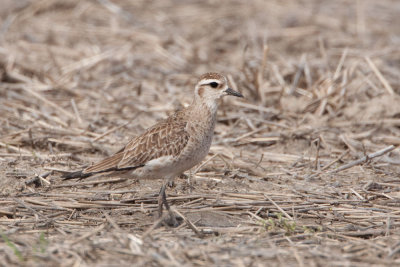 American Golden Plover