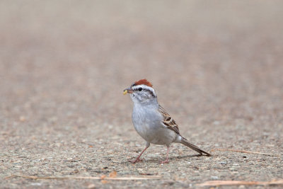 Chipping Sparrow