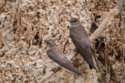 Northern Rough-winged Swallow