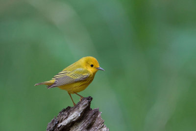 Yellow Warbler