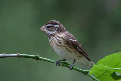 Rose-breasted Grosbeak  (female)