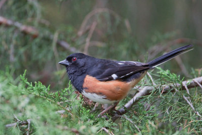 Rufous-sided Towhee