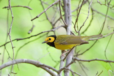 Hooded Warbler