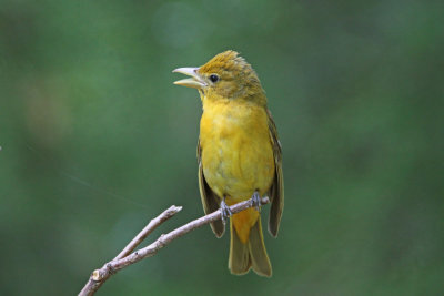 Summer Tanager  ( female )