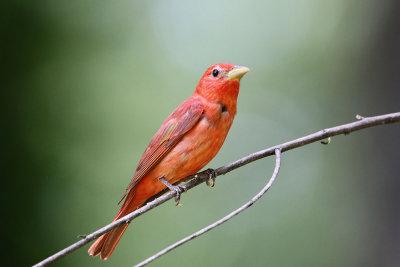 Summer Tanager  (male)
