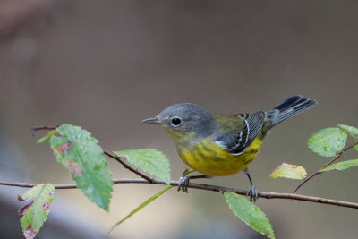 Magnolia Warbler