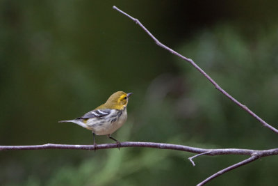 Black-throated Green Warbler   (1st winter)