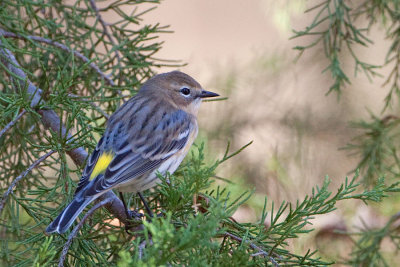 Yellow-Rumped Warbler