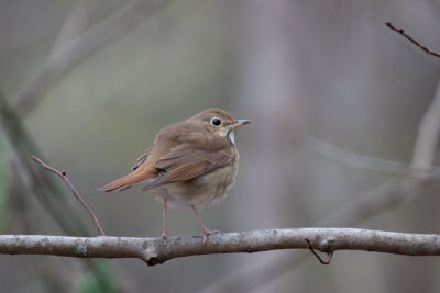 Hermit Thrush