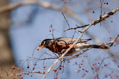 American Robin