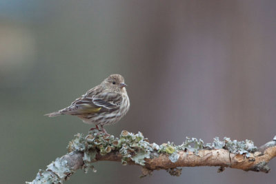 Pine Siskin