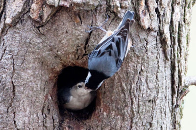 White -breasted Nuthatch