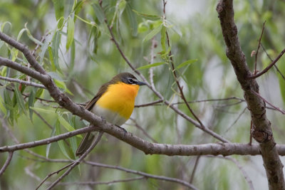 Yellow-breasted Chat