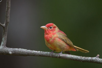 Summer Tanager   ( 1st spring male )