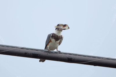 Belted Kingfisher  with lunch