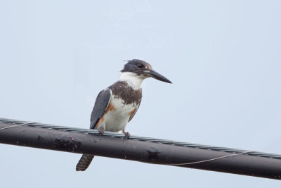 Belted Kingfisher after lunch
