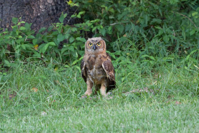 Great Horned Owl   (Juvenile)