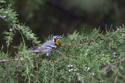 Yellow-throated Warbler