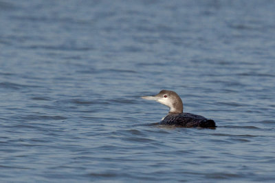 Common Loon