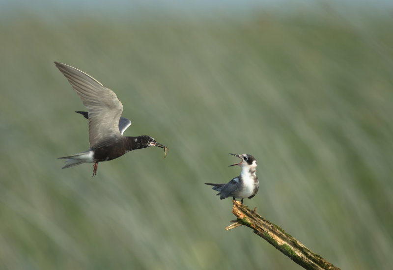 Guifette noire / Black Tern