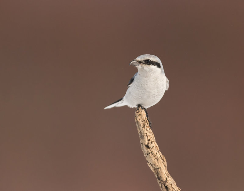 Pie grieche grise/ Northern Shrike