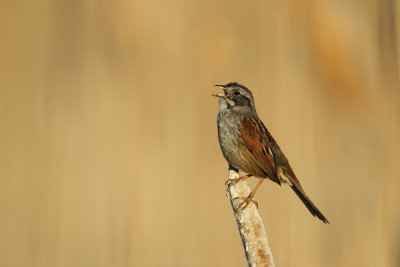 Bruant des Marais / Swamp Sparrow