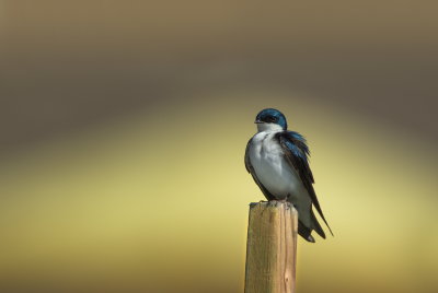 Hirondelle Bicolore / Tree Swallow