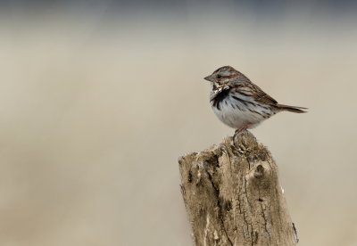 Bruant Chanteur / Song Sparrow