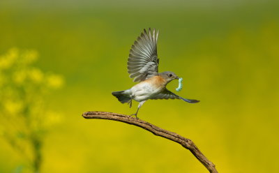 Merlebleu de L'Est (femelle) / Eastern Bluebird (female)
